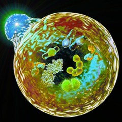 Feast Of Autophagy