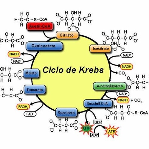 Ciclo De Krebs Y Cadena Respiratoria