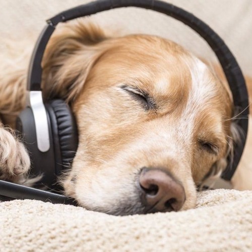 Music has charms to soothe the anxious pet | MPR News Music has charms to soothe the anxious pet | MPR News