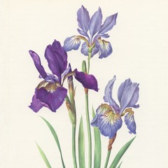 Iris (for mixed choir)
