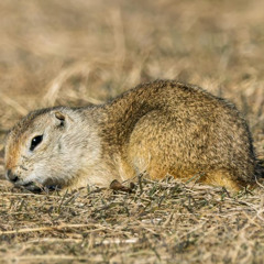 Ground Squirrel Population Boom Has Alberta Calling for Return of Strychnine
