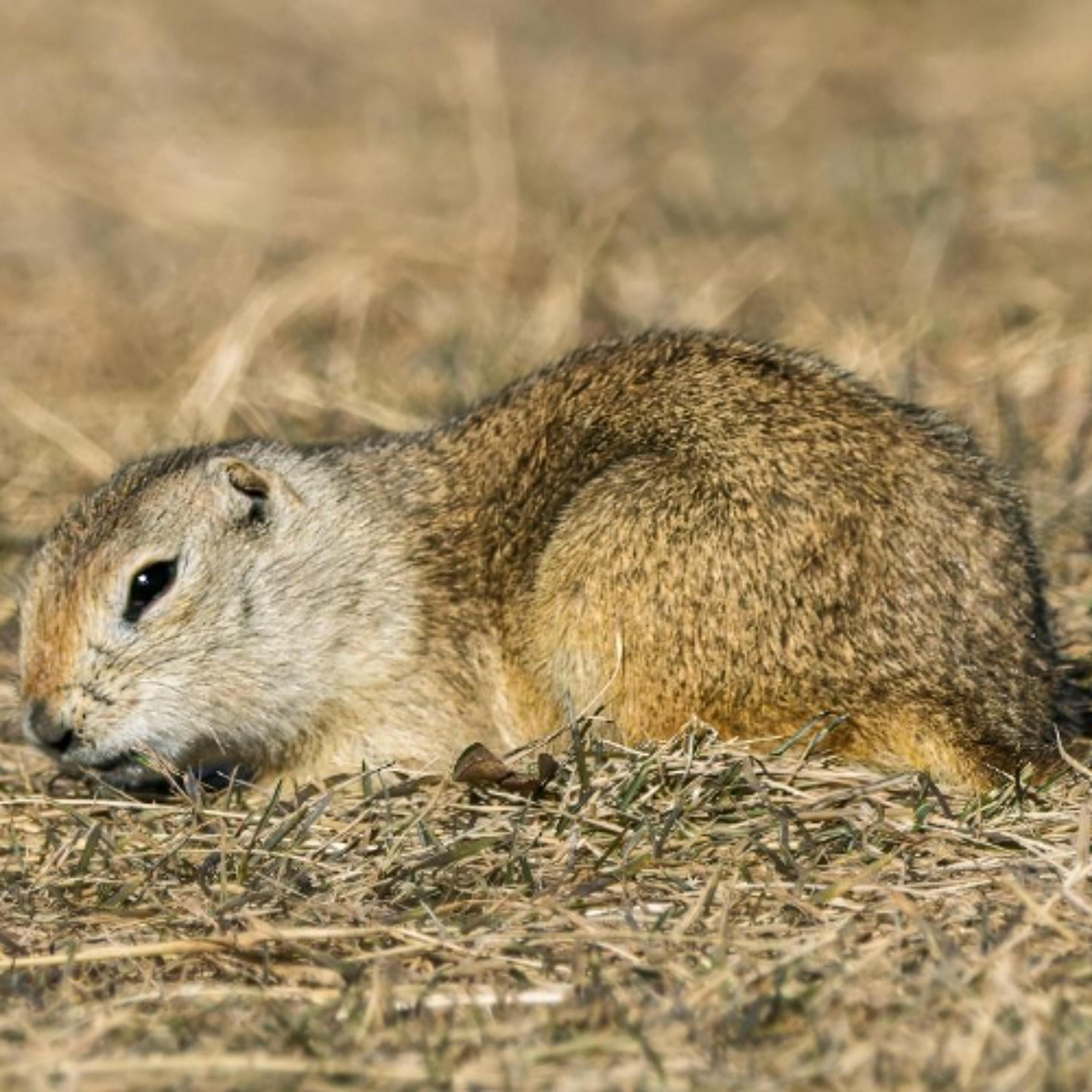 Ground Squirrel Population Boom Has Alberta Calling for Return of Strychnine episode artwork