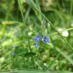 FREESTYLE Naâman-Soom T (Pour GMT)