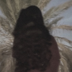 " عـقدها المغـرور زهى عطرهـا "