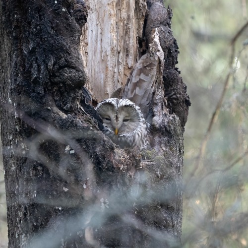 Ural Owl calling and courtship