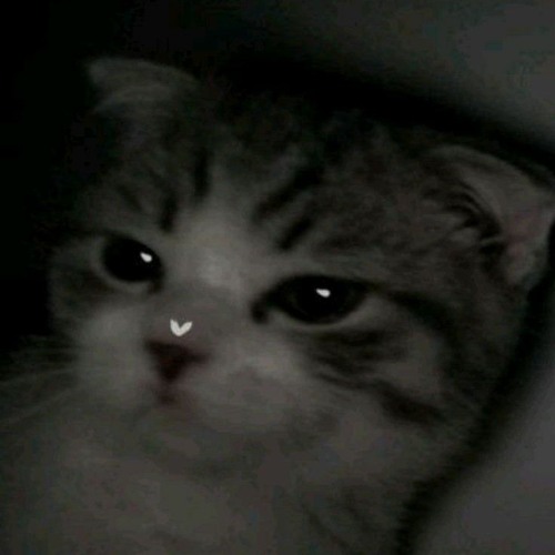 RIFLE -  NOPRADA(นพรดา)