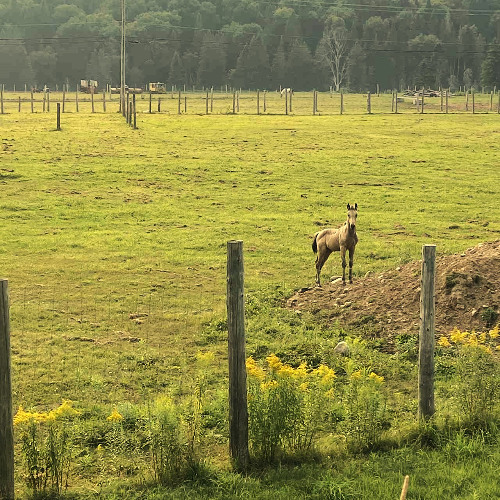 To be a small horse in the sun