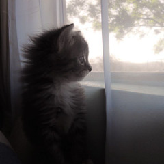 #котик (prod.cl6udly)