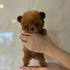 HINA – Premium Super Micro Teacup Poodle for Loving Homes in Michigan