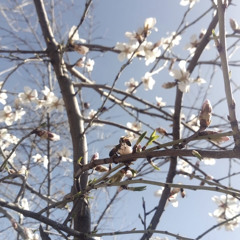Ali Doğan Gönültaş - Bugün Pazar-ı Aşktır