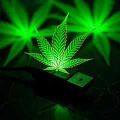 HAUS CATZ 4202025 MIX