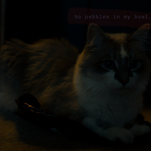 No Pebbles in My Bowl
