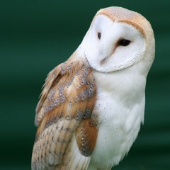 Lechuza común. Tyto alba (Río Bogotá)