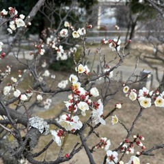 春の夜明け（弾き語り）