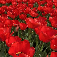 TY Tintinnabuli mozaic.wav