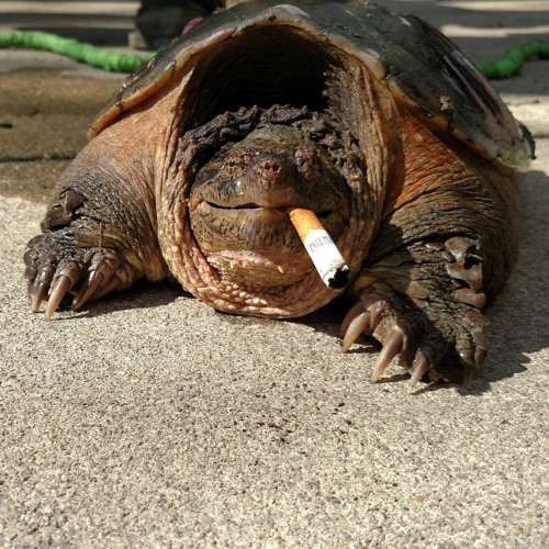 mdv1 - the trilogy of nicotine