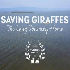 National Geographic, "Saving Giraffes," Birth And Death