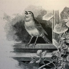 Von den Rotkehlchen, die ich gekannt habe