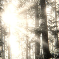 hinoki wood_chapter451