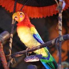 Tiki Bird Swing