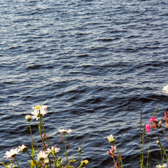 Gentle Breeze