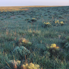 Early Evening Cricket Chorus - Fox Ranch - May 31, 2025