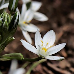 Ornithogalum