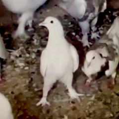 дельфин говорит