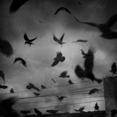 CROWZ