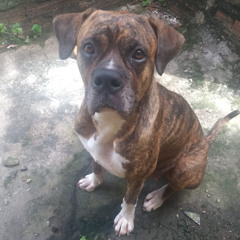 [@souljahpino] o brilho de mil sóis (@swiswiiswi)___##luz gloriosa ___##fevereirocarnaval