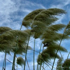 Where Does The Wind Blow!