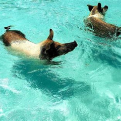 Review Special Price Pigs Island Half Day Tour Swimming Pig Lunch Incl Beach Visit