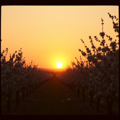 Farewell Blossoms of Summer