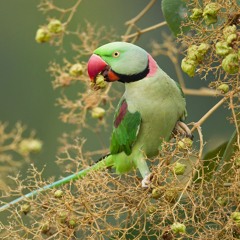 Alexandrine Parakeet (Psittacula eupatria)