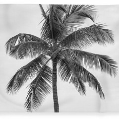 The Palm (disquiet0544)