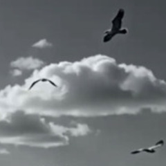 Birds Flying High