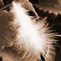 A White Feathers Journey
