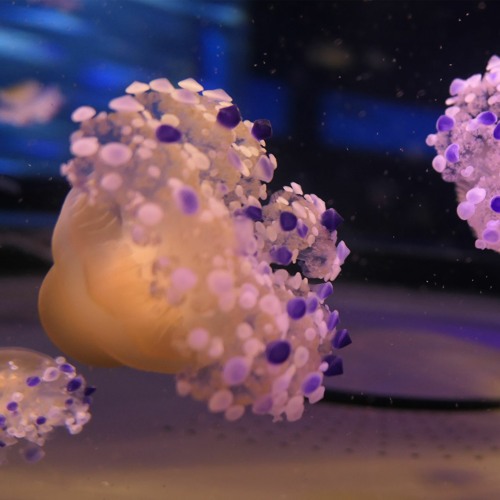 Stream Geroge Listen To Trp Series Playlist Online For Free On Soundcloud