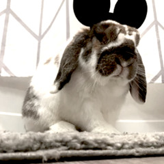 RUN RABBIT(BANG)