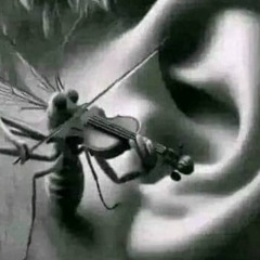 mosquito melodies