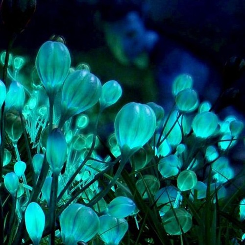 Hidden Flower