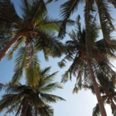 Siargao [siesta]