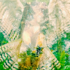 The Owl's Shadow (Remix 2026) & Video Link