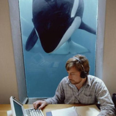 whale