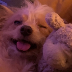 magic tree of nowhere