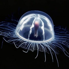 78.80°F / podcast #002