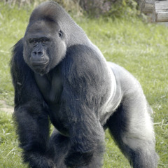 big gorilla