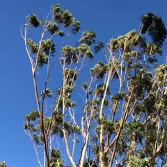 The Wind In The Gum Trees