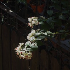 NHAC VIET BEAT TAY #5 - GAZ