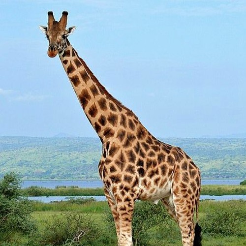 Stream episode Giraffes —Africa's Gentle Giants by The Sun Also Rises podcast Listen online